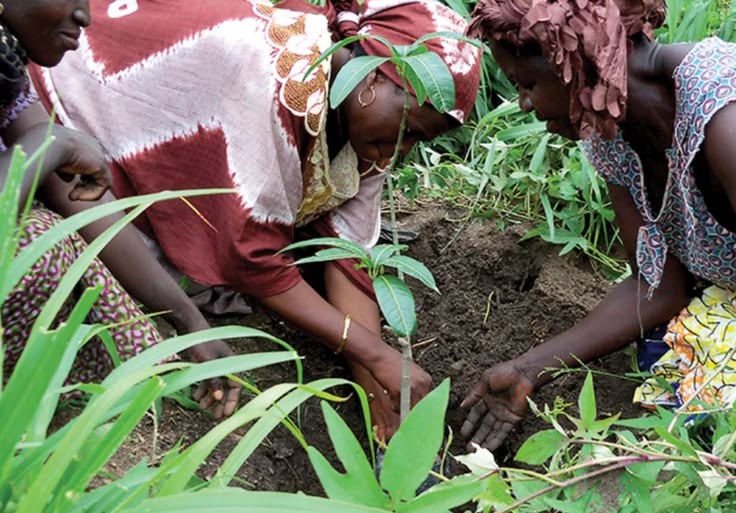 Tree Planting Initiative